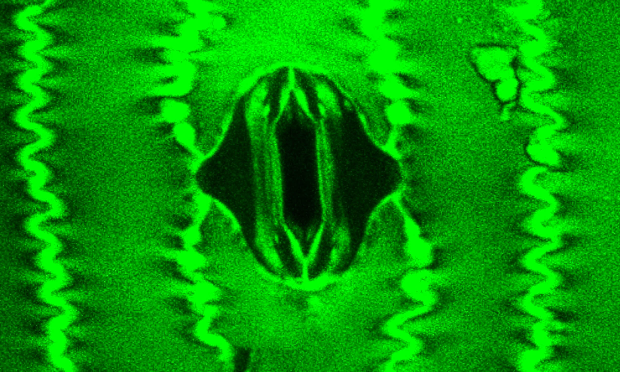 Scientists capture video of plants ‘breathing’ for the first time