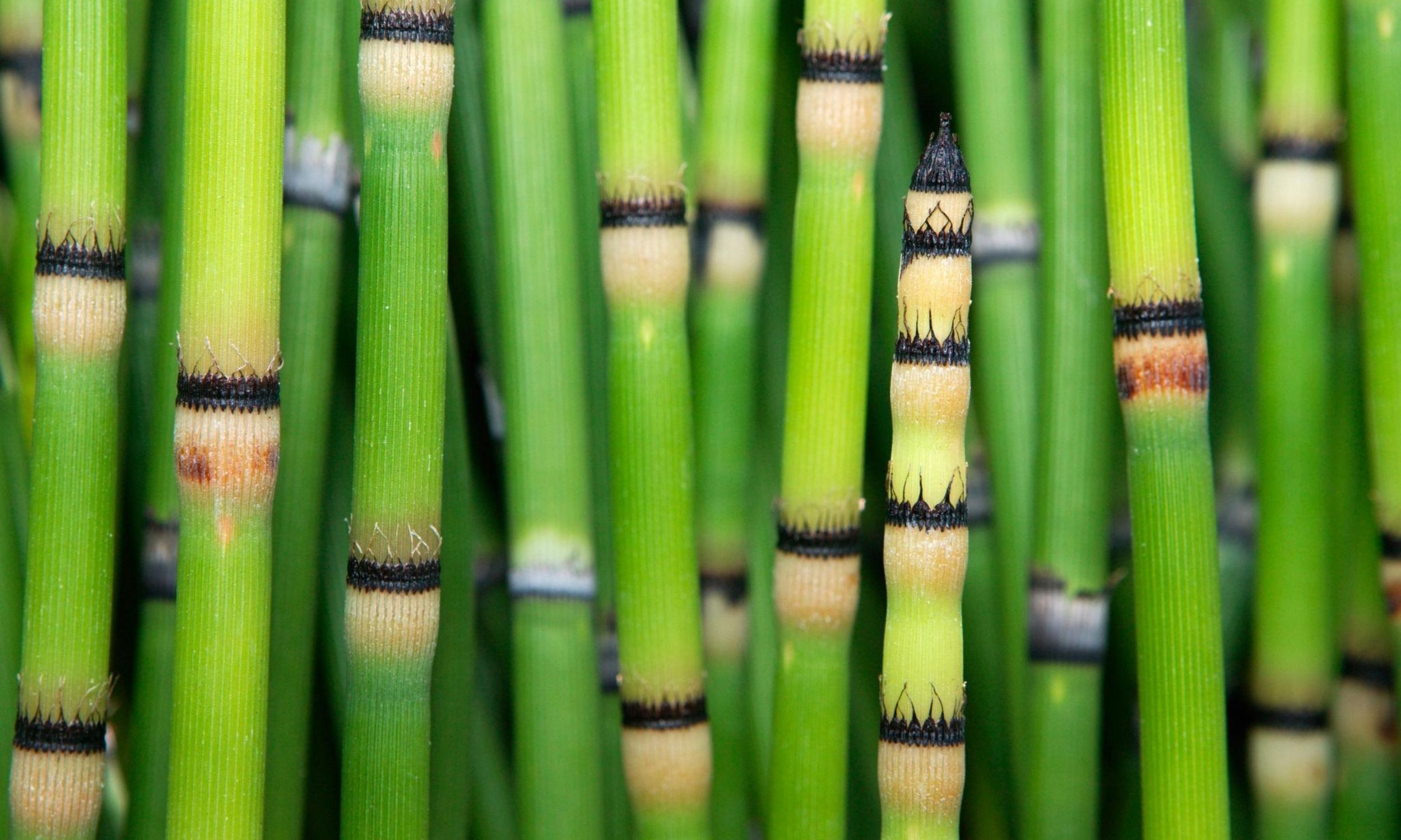 Prehistoric plant produces water that looks like it came from space