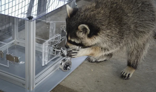 Raccoons will solve puzzles just for fun