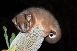 Two Marsupials Re-emerge in New Guinea Rainforests After Being Considered Extinct for 6,000 Years