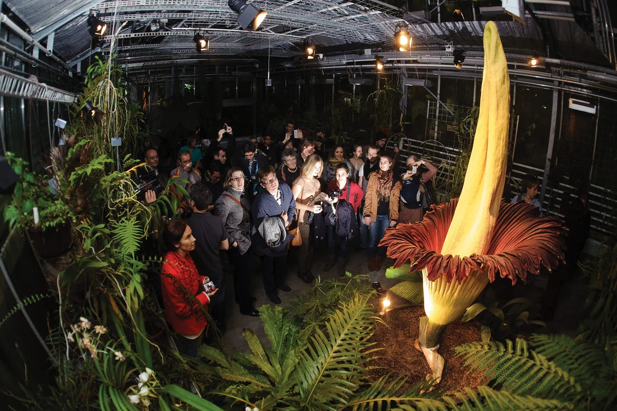 How the corpse flower evolved its bizarre traits