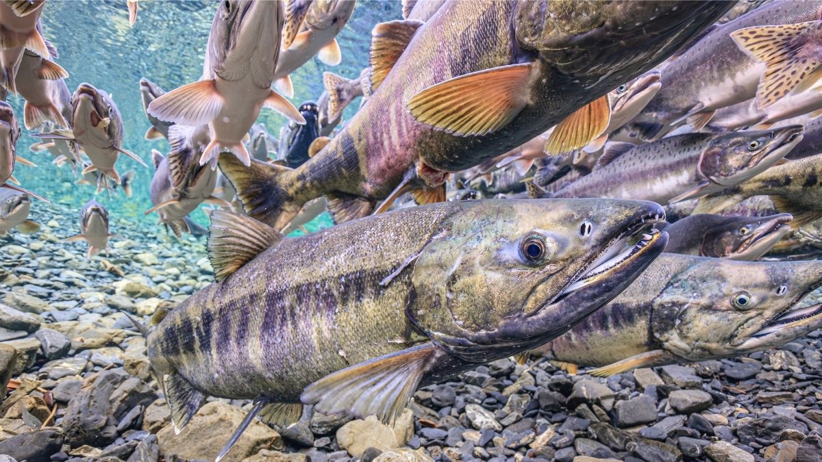 Migratory Freshwater Fish Numbers Are Close To Collapse, UN Report Warns