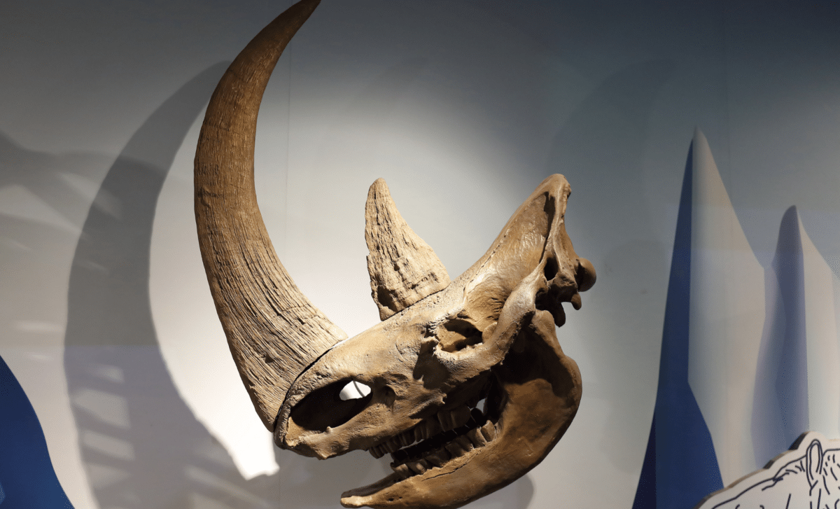 Scientists Discover 23 Million-Year-Old Arctic Rhino, Unveiling a Lost Era of Prehistoric Life