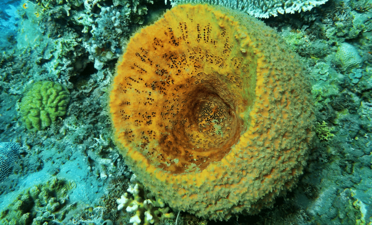 541 Million-Year-Old Sea Creatures Likely Shaped the Origins of Life