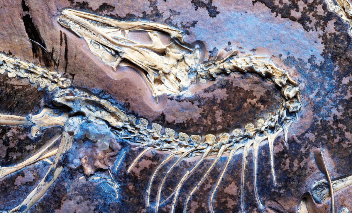 Scientists Unearth Exceptionally Well-preserved Archaeopteryx fossil, Solving the Biggest Mystery of Dinosaur Flight