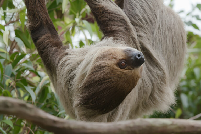 The dark side of smiling sloths