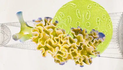 These Sea Slugs Can 'Eat' Sunlight—but They're No Astrophage. Here's How the 'Project Hail Mary' Antagonist Has a Real-Life Analog in Earth's Oceans