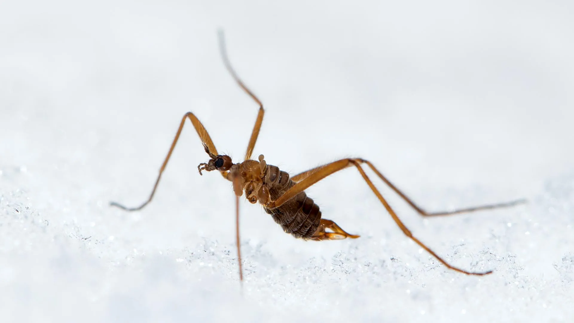 Scientists found a bug that generates its own heat in freezing cold