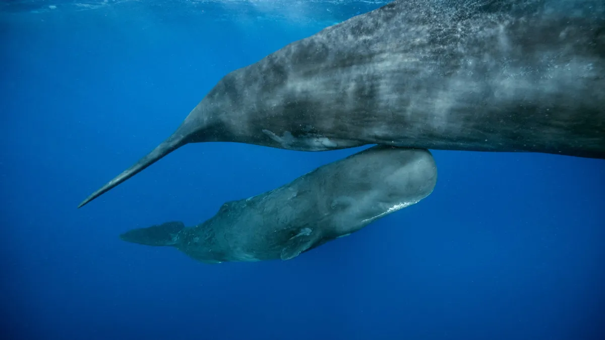 Baby sperm whale birth captured in groundbreaking video