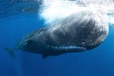Drone Footage Reveals Sperm Whales Head-Butting &mdash; Echoing Tales That Inspired <em>Moby Dick</em>