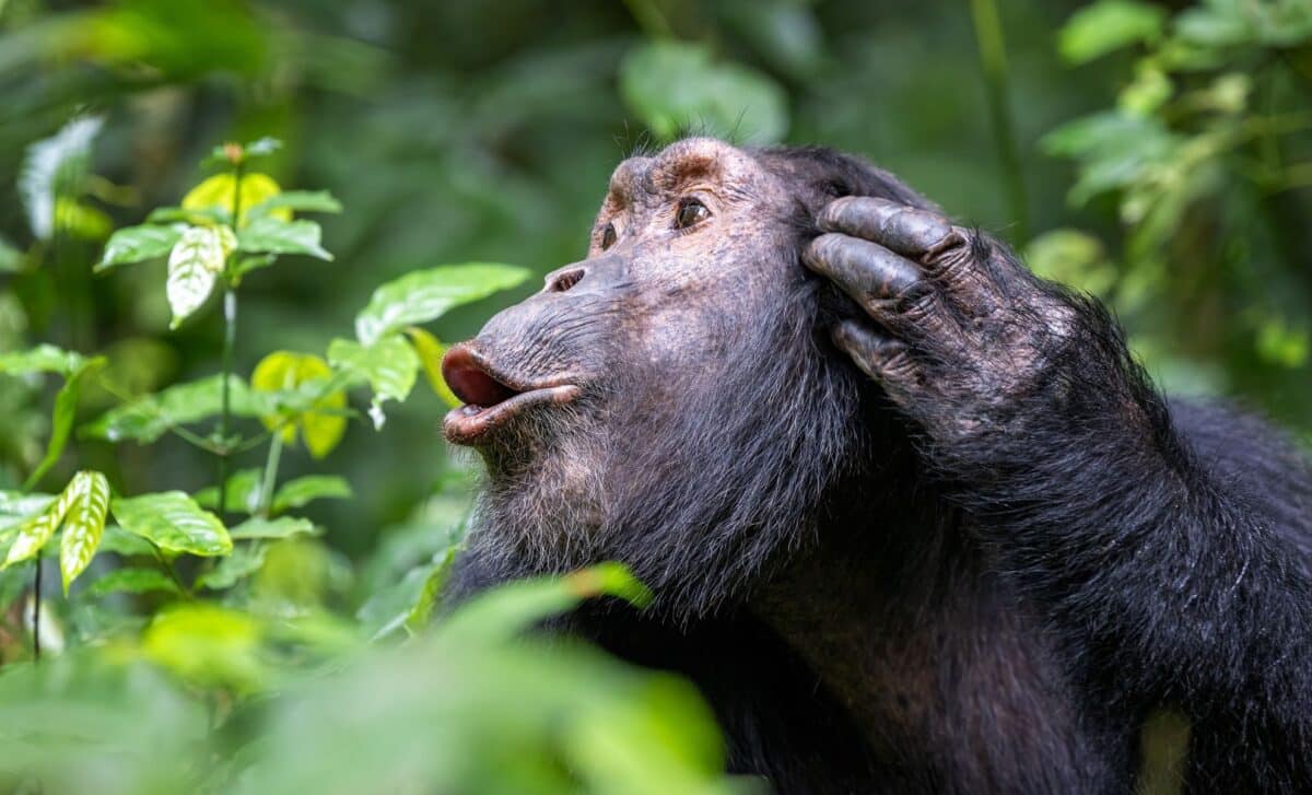 Chimpanzees Won’t Give Back These Crystals. What They’re Doing With Them Is Stranger Still