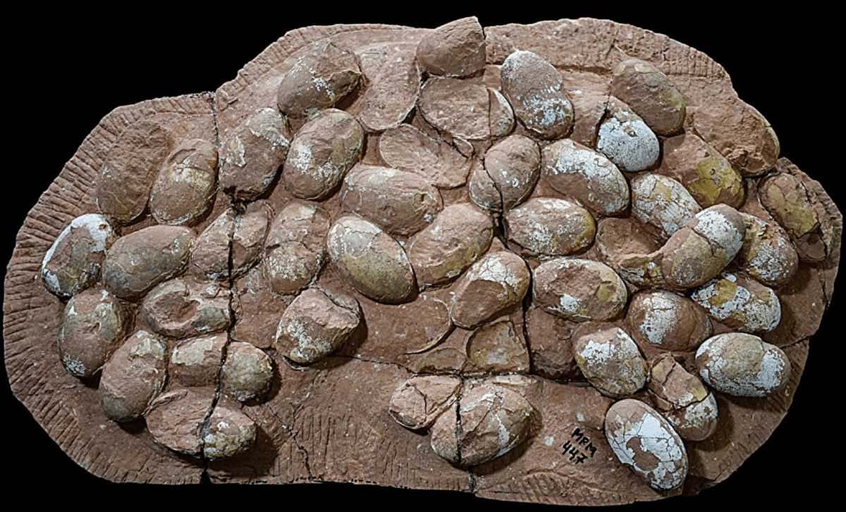 What It Tells Us About Ancient Reptiles