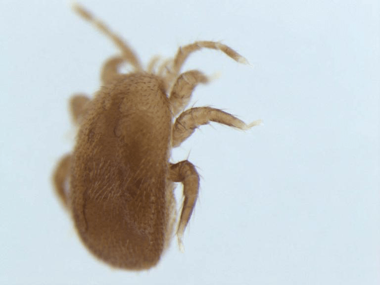 New Research Links Honey Bee Swarms to the Spread of an Invasive Mite