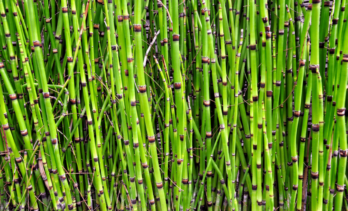 Water From a 400-Million-Year-Old Prehistoric Plant Holds a Chemical Mystery From Space