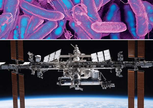 Spaceflight supercharges viruses’ ability to infect bacteria