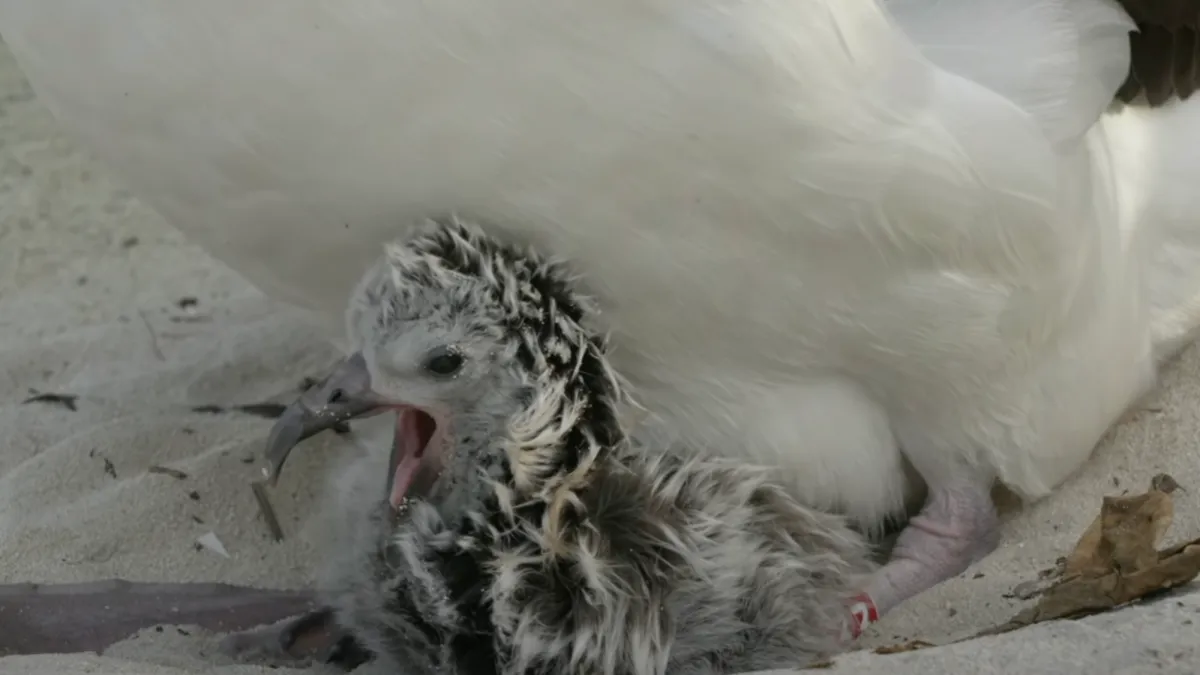 The world’s oldest wild bird has a new grandchick