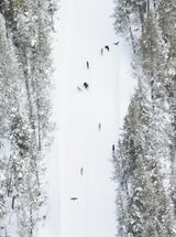 Ravens Fly Up to 6 Hours Nonstop, Using Memory — Not Tracking — to Find Wolf Kills in Yellowstone National Park