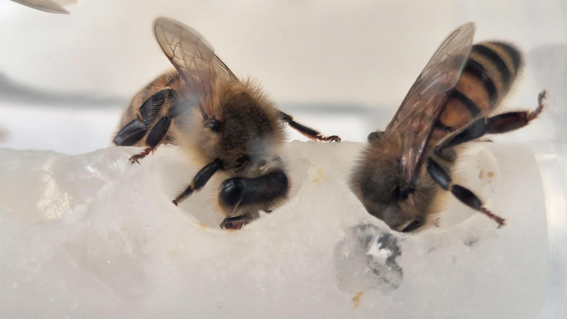 Scientists uncovered the nutrients bees were missing — Colonies surged 15-fold