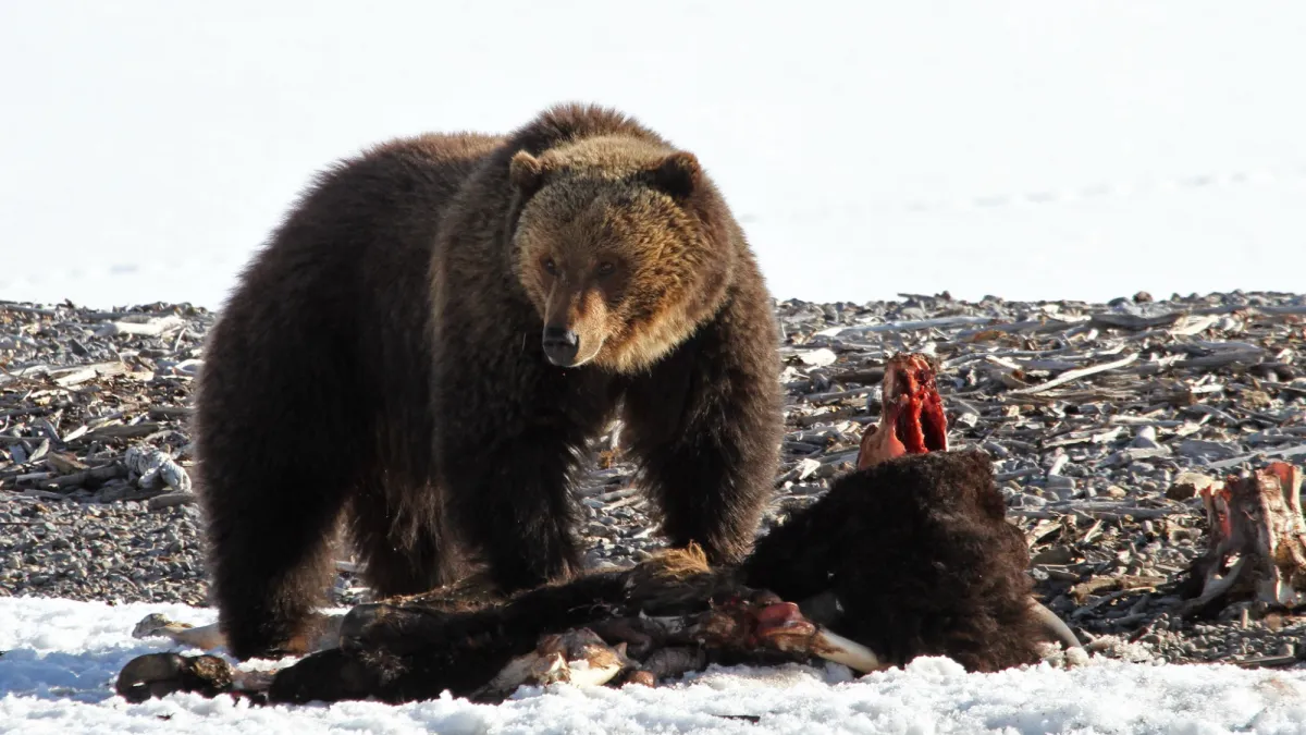 Yellowstone’s first grizzly bear of 2026 emerges from his den