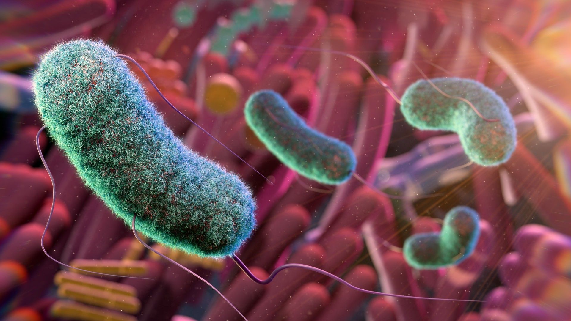 Could gut microbes hold the secret to aging well? A researcher unpacks the emerging science