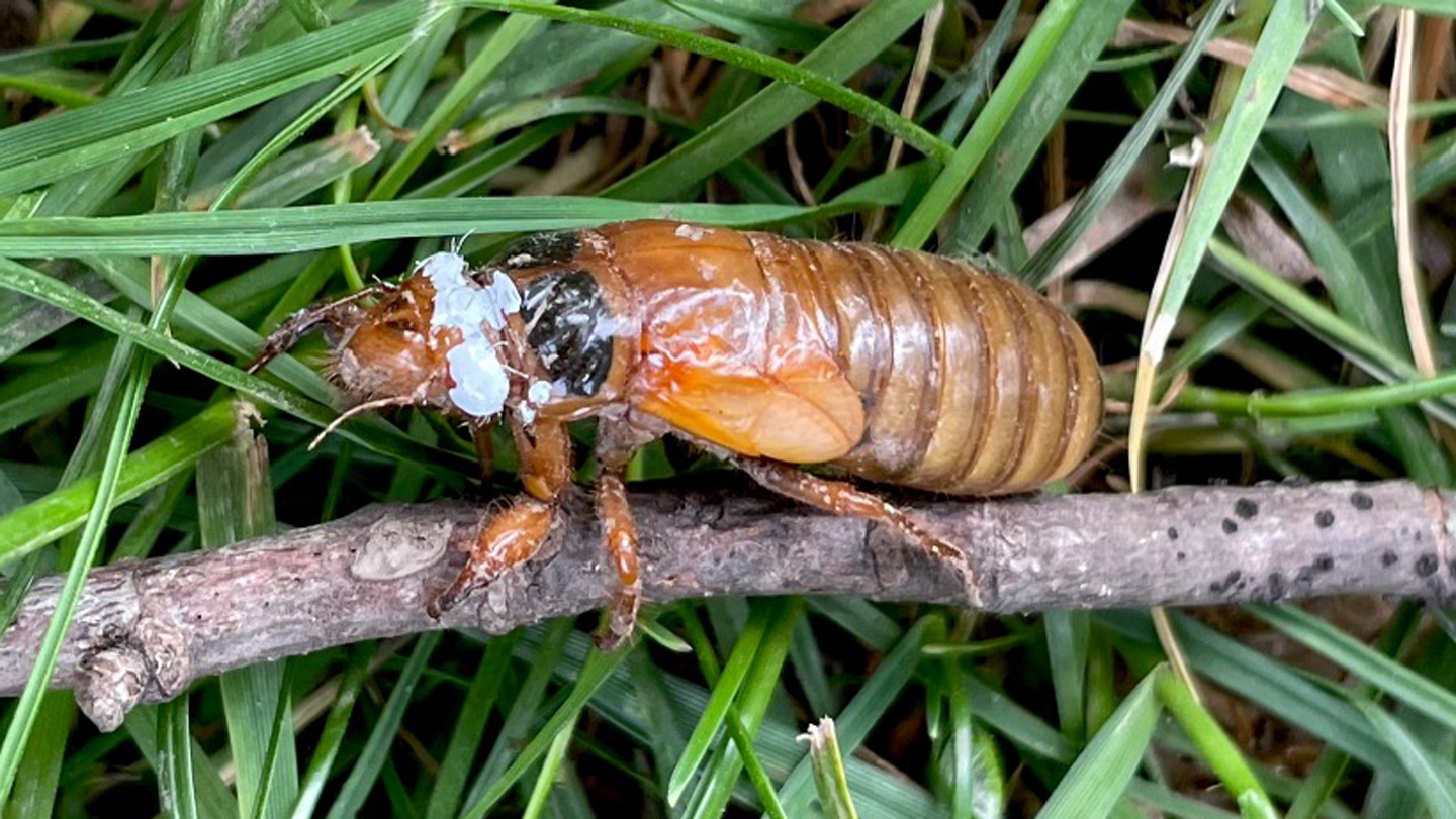 Cicadas use darkness cues from shadows to move toward trees