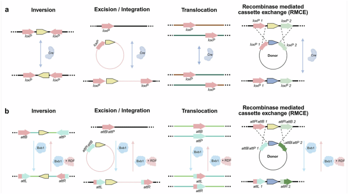 Author Correction: Advances in large-scale DNA engineering with the CRISPR system