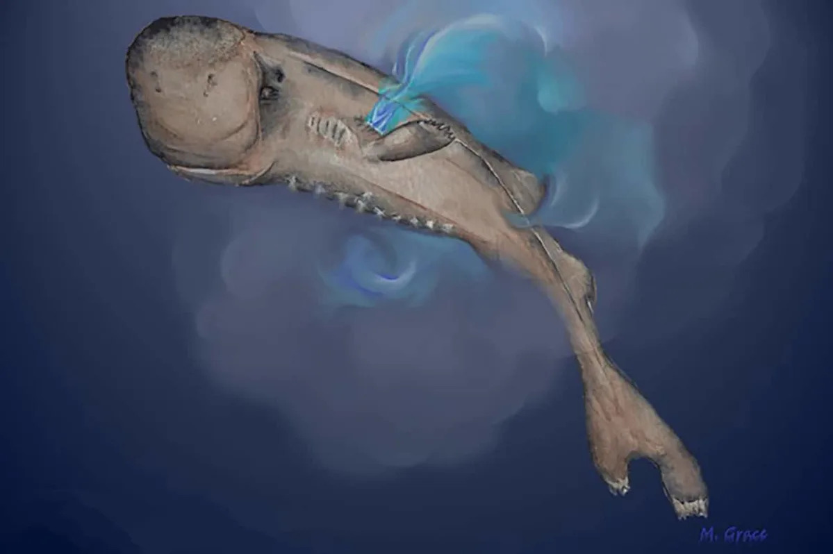 Meet the American Pocket Shark, the Tiny Bioluminescent Shark Found in the Gulf