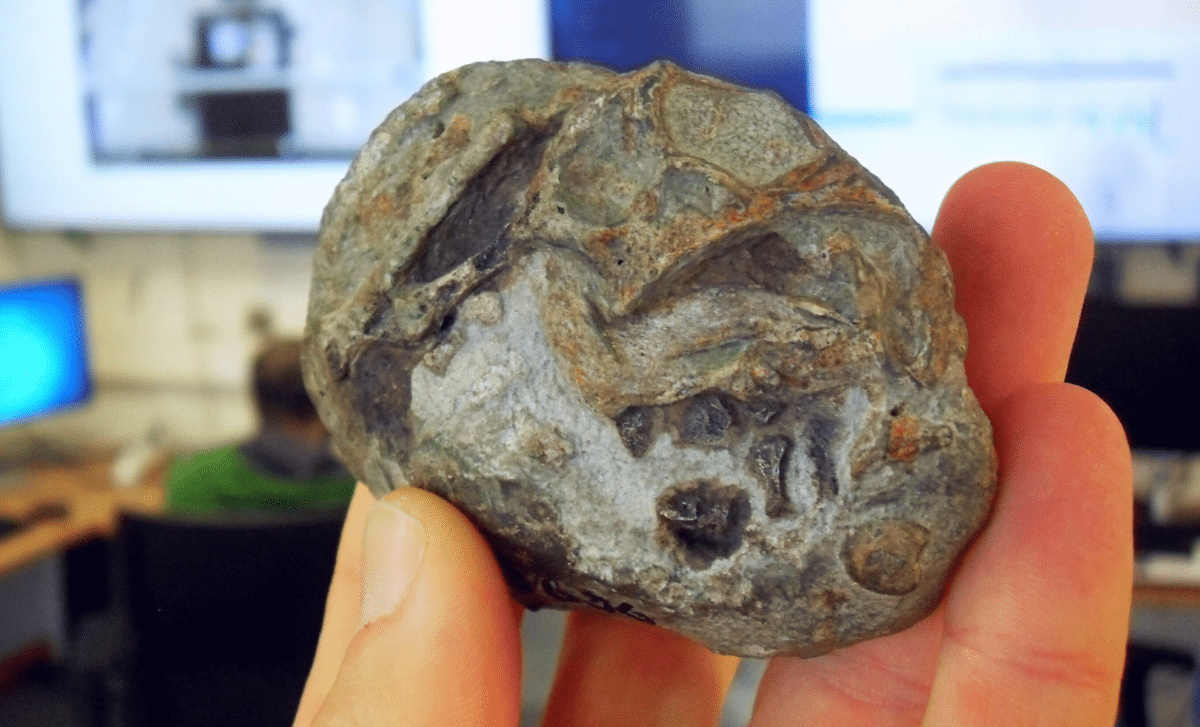 250-Million-Year-Old Fossil Confirms That Mammal Ancestors Laid Eggs, Solving a Long-Standing Mystery