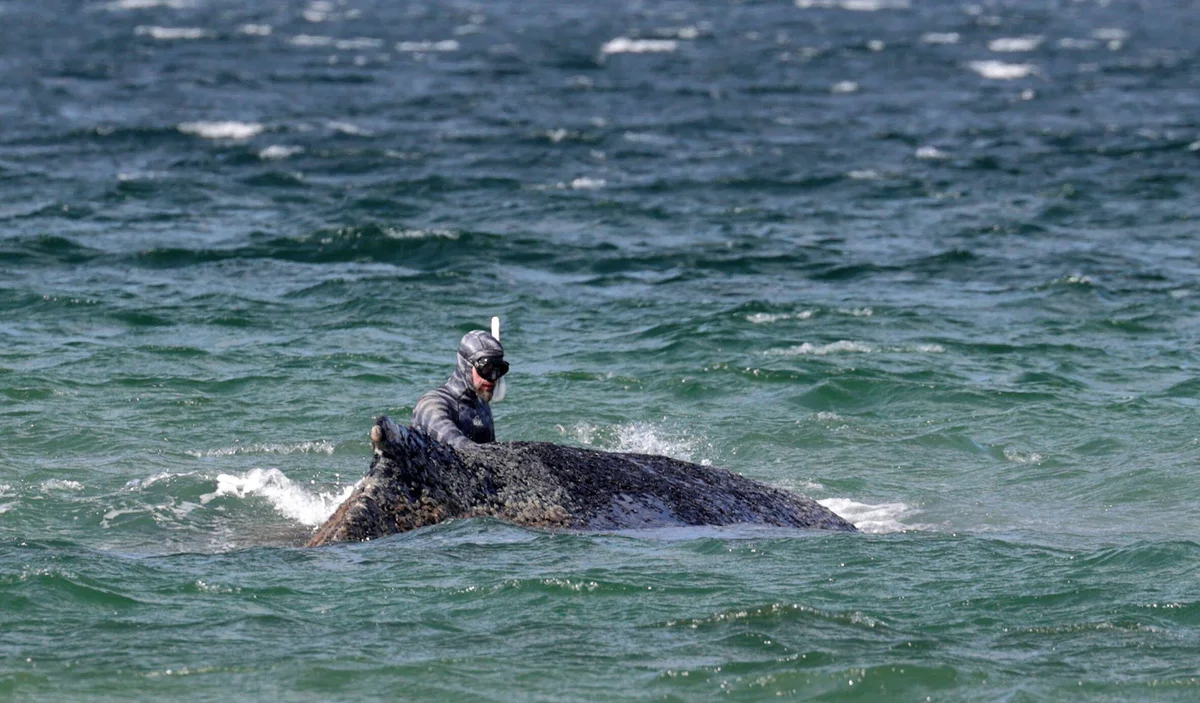 Why humpback whale rescue effort got called off