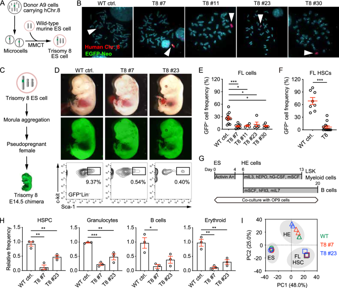 Trisomy 8 alters chromatin conformations and activates Y chromosome genes in stem cells to drive a pre-leukemic state