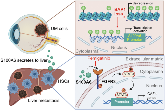 S100A6 promotes liver metastasis by activating FGFR3 signaling in BAP1-deficient uveal melanoma