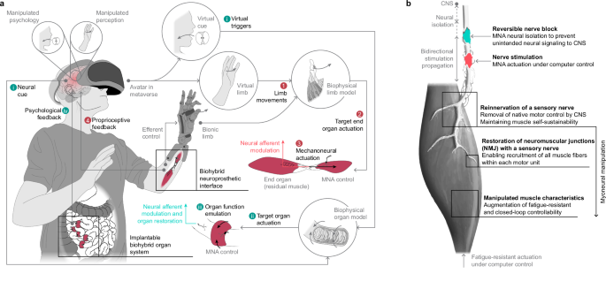 A myoneural actuator with engineered biophysics for implantable biohybrid systems