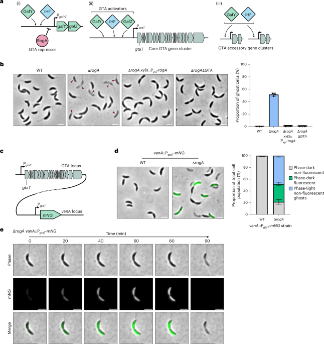 A bacterial CARD–NLR-like immune system controls the release of gene transfer agents