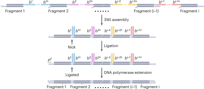 DNA assembly with Sidewinder via 3-way junctions