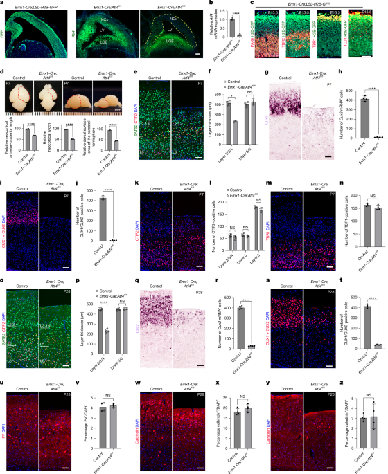 Expansion of outer cortical CUX2 neurons requires adaptations for DNA repair