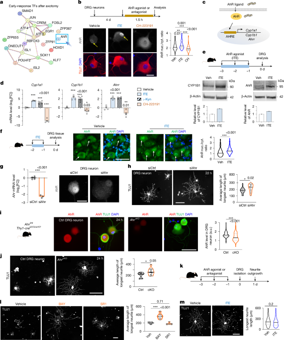 AhR inhibition promotes axon regeneration via a stress–growth switch