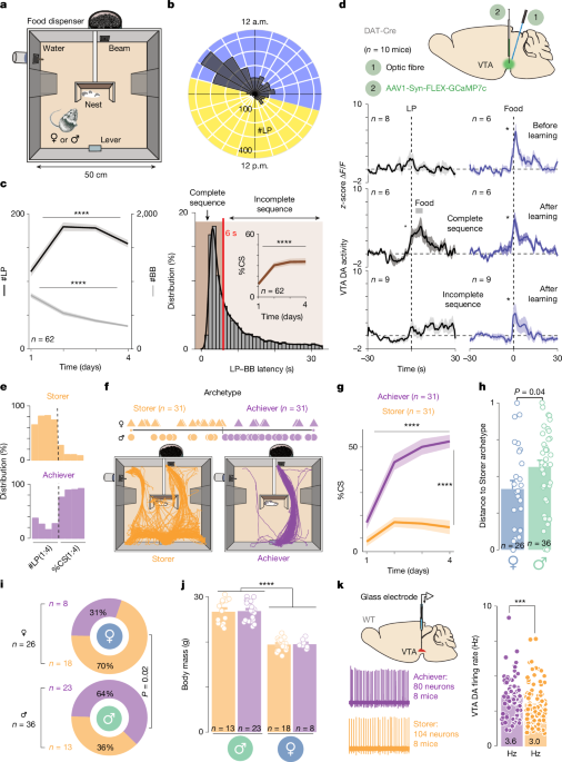Dopaminergic mechanisms of dynamical social specialization