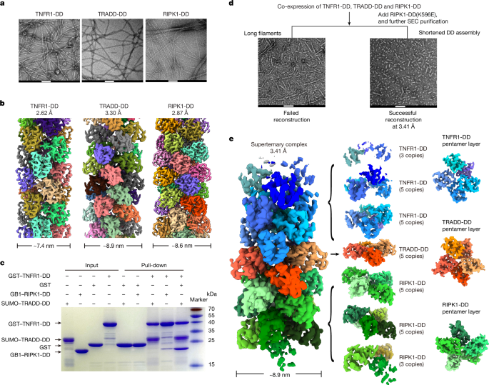 Electric dipole moment drives the dynamics of the TNFR1 complex I signalosome
