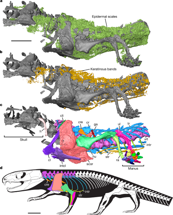 Mummified early Permian reptile reveals ancient amniote breathing apparatus