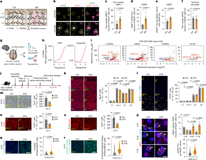 DNA damage burden causes selective CUX2 neuron loss in neuroinflammation