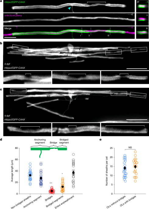 Flexible ensheathment of axons enables myelination of complex CNS networks