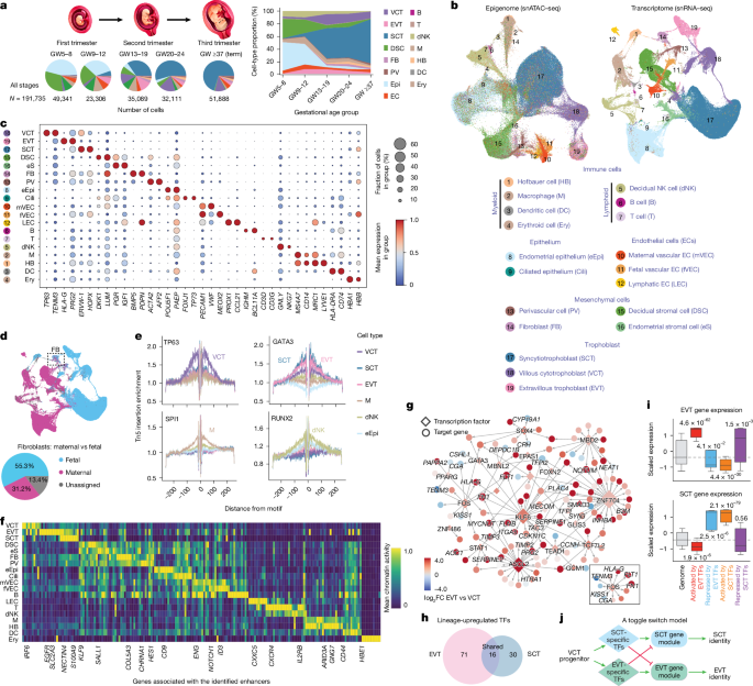Single-cell spatiotemporal dissection of the human maternal–fetal interface