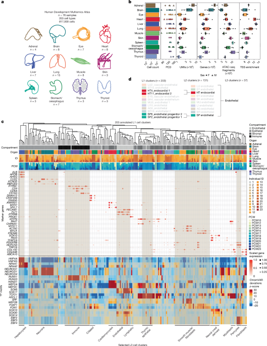 Multiomics and deep learning dissect regulatory syntax in human development