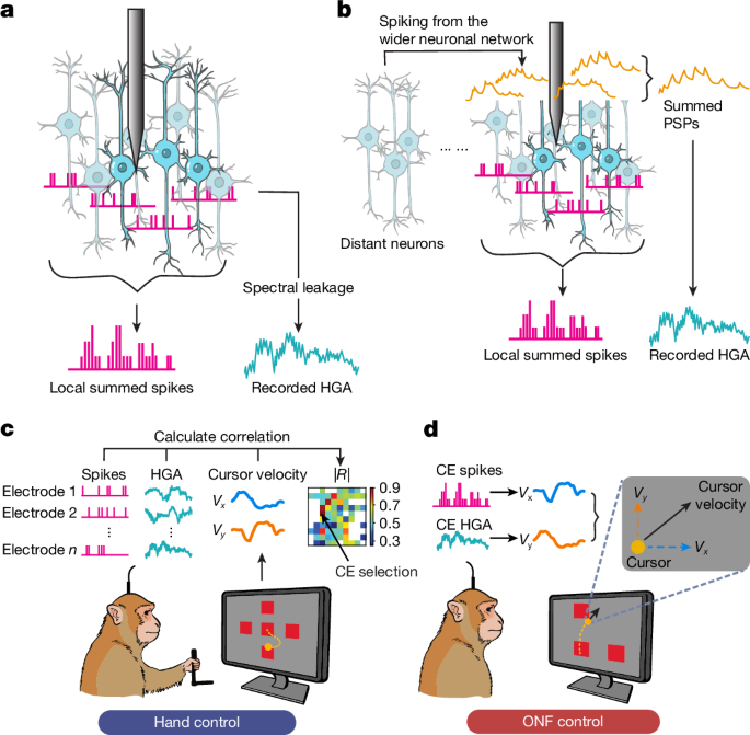 Active dissociation of intracortical spiking and high gamma activity