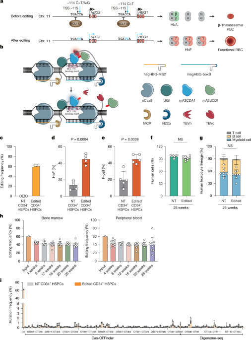 Clinical application of base editing for treating β-thalassaemia