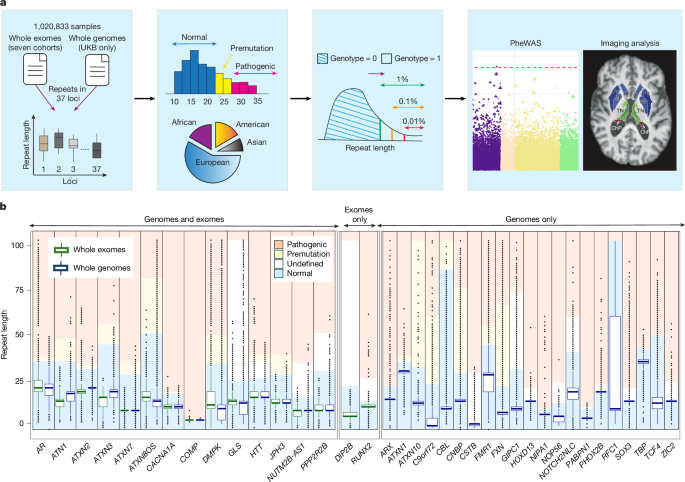Population-scale repeat expansions elucidate disease risk and brain atrophy