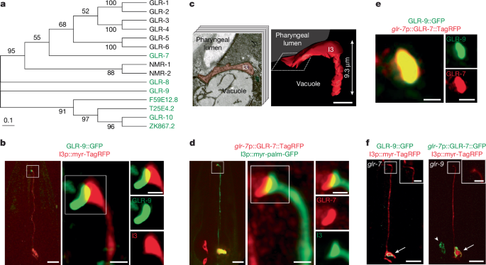 An enteric neuron ionotropic receptor regulates salt stress resistance