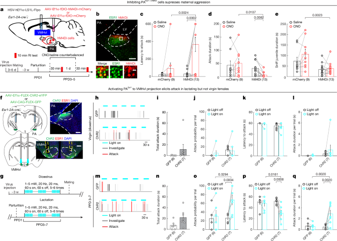 The neural mechanisms supporting the rise and fall of maternal aggression