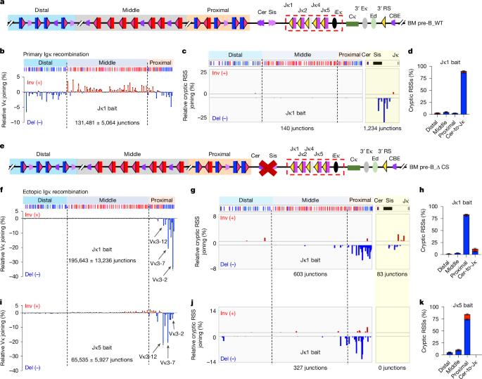 Linear RAG scanning mediates editing of Igκ variable region repertoires