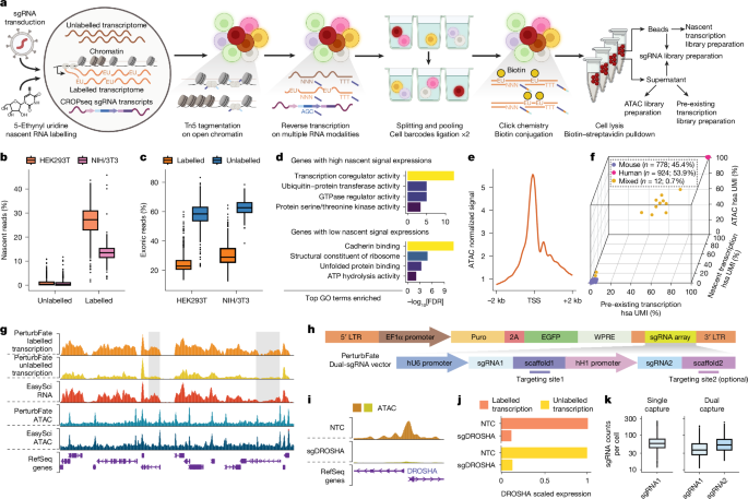 Mapping convergent regulators of melanoma drug resistance by PerturbFate
